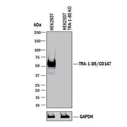 Human TRA-1-85/CD147 Antibody, R D Systems 100ug; Unlabeled:Antibodies,