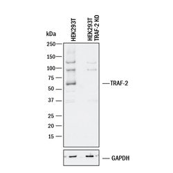 Human TRAF-2 Antibody, R D Systems 100&mu;g; Unlabeled:Antibodies, Polyclonal