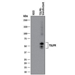 Human TSLPR Antibody, R D Systems 100&mu;g:Antibodies, Monoclonal