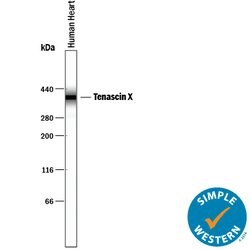 Human Tenascin X Antibody, R D Systems 100 &mu;g | Buy Online | R&D Systems | Fisher Scientific