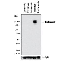 Anti- Teplizumab (Anti-Idiotype) Antibody, R D Systems 25 &mu;g | Buy Online | R&D Systems | Fisher Scientific