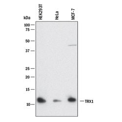 Human Thioredoxin-1 Antibody, R D Systems Thioredoxin-1 Antibody; Unconjugated;
