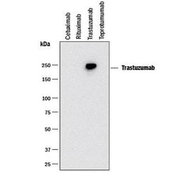 Anti- Trastuzumab (Anti-Idiotype) Antibody, R D Systems 25&mu;g:Antikroppar