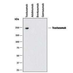 Anti-Trastuzumab (Anti-Idiotype) Antibody, R D Systems 25 &mu;g | Buy Online | R&D Systems | Fisher Scientific