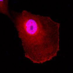 Human/Mouse/Rat UCH-L1/PGP9.5 Antibody, R D Systems 25ug; Unlabeled:Antibodies,