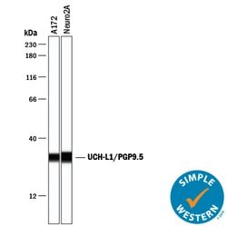 Human/Mouse/Rat UCH-L1/PGP9.5 Antibody, R D Systems 25ug; Unlabeled:Antibodies,