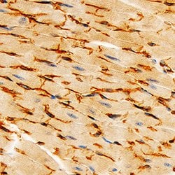 Mouse VE-Cadherin Antibody, R D Systems 100&mu;g; Unlabeled:Antibodies,