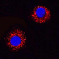 Canine VEGF164 Antibody, R D Systems 25&mu;g; Unlabeled:Antibodies, Polyclonal