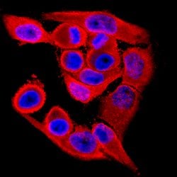 Human VRK1 Antibody, R D Systems 25&mu;g; Unlabeled:Antibodies, Monoclonal