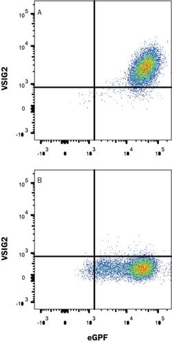 Human VSIG2 Antibody, R D Systems:Antibodies:Primary Antibodies