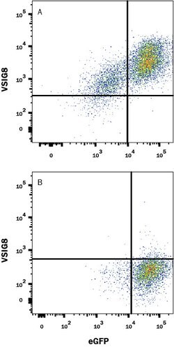 Human VSIG8 PE-conjugated Antibody, R D Systems 100 Tests:Antibodies, Monoclonal