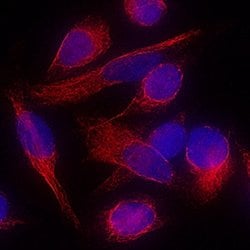 Human/Mouse/Rat Vimentin Antibody, R D Systems:Antibodies:Primary Antibodies