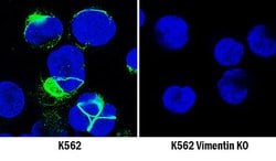 Human/Mouse/Rat Vimentin Antibody, R D Systems:Antibodies:Primary Antibodies