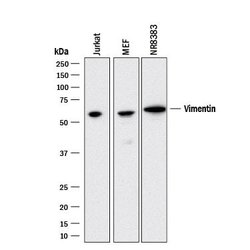Human/Mouse/Rat Vimentin Antibody, R D Systems:Antibodies:Primary Antibodies