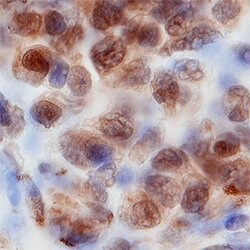 Human/Mouse WDR5 Antibody, R D Systems 25&mu;g; Unlabeled:Antibodies, Polyclonal