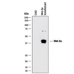 Human/Mouse Wnt-3a Antibody, R D Systems 25&mu;g; Unlabeled:Antibodies,