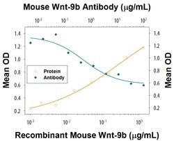 Mouse Wnt-9b Antibody, R D Systems:Antibodies:Primary Antibodies