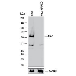 Human/Mouse/Rat XIAP Antibody, R D Systems 100&mu;g; Unlabeled:Antibodies,