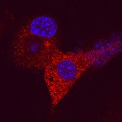 Human/Mouse ZAG Antibody, R D Systems 100&mu;g; Unlabeled:Antibodies, Monoclonal
