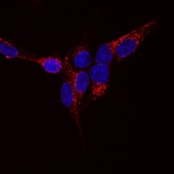 Mouse ZNRF3 Antibody, R D Systems 25&mu;g:Antibodies, Monoclonal