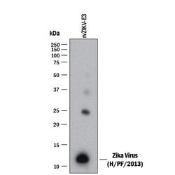 Viral Zika Virus (H/PF/2013) Envelope Antibody, R D Systems 25 &mu;g; Unconjugated:Antibodies,