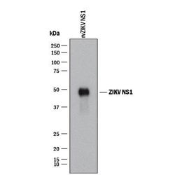 Viral Zika Virus (H/PF/2013) NS1 Antibody, R D Systems Zika virus (H/PF/2013)
