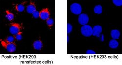SARS-CoV-2 Spike S2 Subunit Antibody, R D Systems 100 &mu;g; Unconjugated:Antibodies