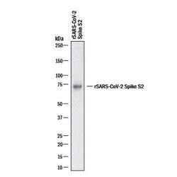 SARS-CoV-2 Spike S2 Subunit Antibody, R D Systems 100 &mu;g; Unconjugated:Antibodies
