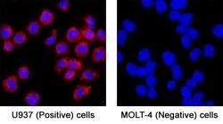 Human CD14 Antibody, R D Systems:Antikörper:Primärantikörper