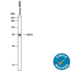 Human CD14 Antibody, R D Systems:Antikörper:Primärantikörper