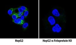 Human/Rat alpha-Fetoprotein/AFP Antibody, R D Systems 25&mu;g; Unlabeled:Antibodies,