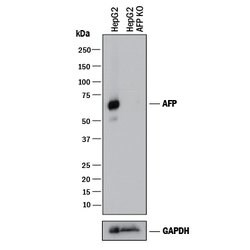 Human/Mouse alpha-Fetoprotein/AFP Antibody, R D Systems 100ug; Unlabeled:Antibodies,