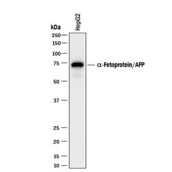 Human/Mouse alpha-Fetoprotein/AFP Antibody, R D Systems 100ug; Unlabeled:Antibodies,