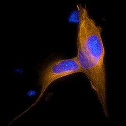 Human/Mouse/Rat alpha Tubulin Antibody, R D Systems:Antibodies:Primary