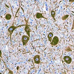 Human/Mouse/Rat alpha Tubulin Antibody, R D Systems:Antibodies:Primary