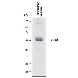 Human beta-1 Adrenergic R/ADRB1 Antibody, R D Systems:Antibodies:Primary