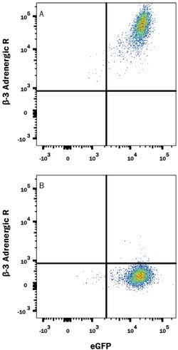 Human beta-3 Adrenergic R/ADRB3 Antibody, R D Systems 25ug; Unlabeled:Antibodies,