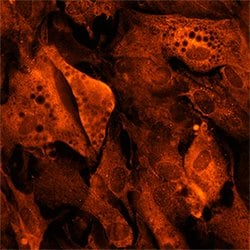 Human beta-3 Adrenergic R/ADRB3 Antibody, R D Systems 25ug; Unlabeled:Antibodies,
