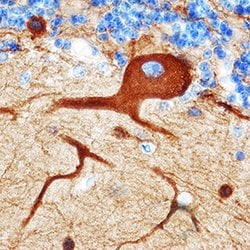 Neuron-specific beta-III Tubulin Antibody, R D Systems 100ug; Unlabeled:Antibodies,
