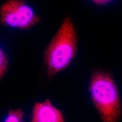 Human c-Fos Antibody, R D Systems 25 &mu;g | Buy Online | R&D Systems | Fisher Scientific