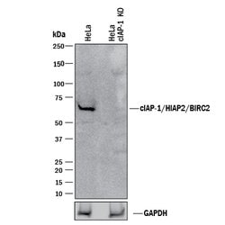 Human cIAP-1/HIAP-2 Antibody, R D Systems 25&mu;g; Unlabeled:Antibodies,
