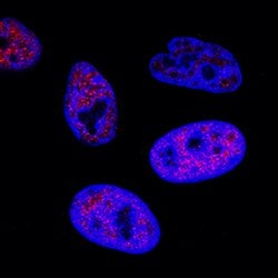Human c-Myc Antibody, R D Systems 25 &mu;g; Unconjugated:Antibodies, Monoclonal