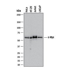 Human c-Myc Antibody, R D Systems 25 &mu;g; Unconjugated:Antibodies, Monoclonal