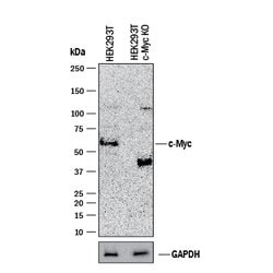 Human/Mouse c-Myc Antibody, R D Systems 100&mu;g; Unlabeled:Antibodies,