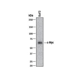 Human/Mouse c-Myc Antibody, R D Systems 100&mu;g; Unlabeled:Antibodies,