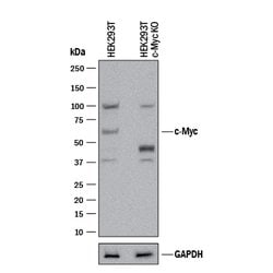 Human c-Myc Antibody, R D Systems 100ug; Unlabeled:Antibodies, Monoclonal