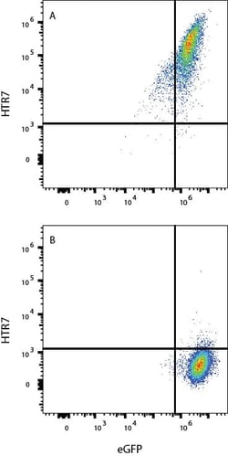 Human 5-HT7 APC-conjugated Antibody, R D Systems 100 Tests; APC:Antikörper