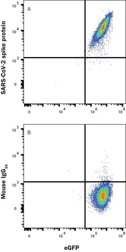 SARS-CoV-2 Spike S1 Subunit Alexa Fluor 647-conjugated Antibody, R D Systems