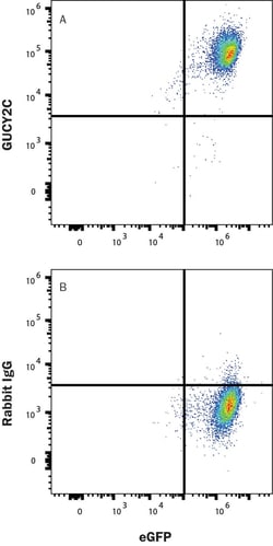 Human Guanylyl Cyclase C/GUCY2C PE-conjugated Antibody, R D Systems 100