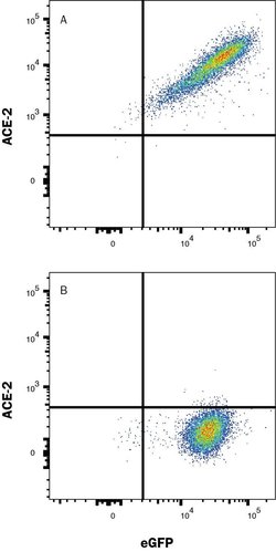 Human ACE-2 Alexa Fluor 594-conjugated Antibody, R D Systems 100 &mu;g;